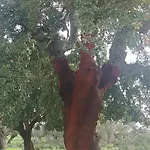 El Balcon De