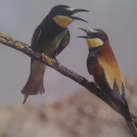 El Balcon De Bed and Breakfast Alange