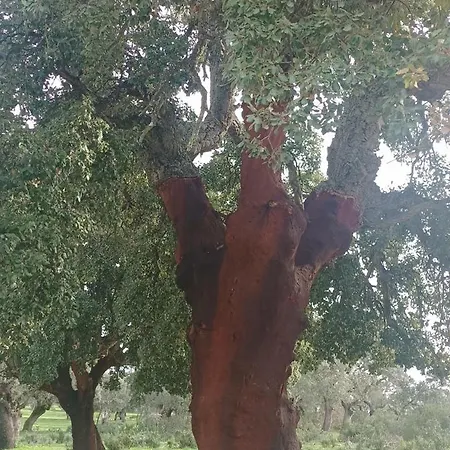 El Balcon De