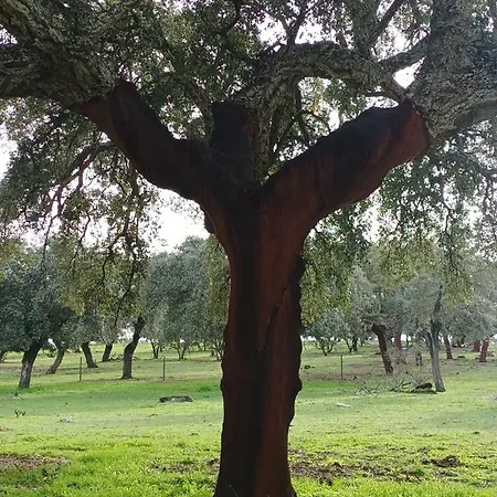 El Balcon De Bed and Breakfast Alange