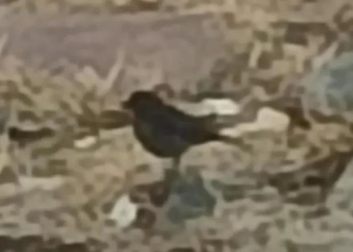 El Balcon De Bed & Breakfast