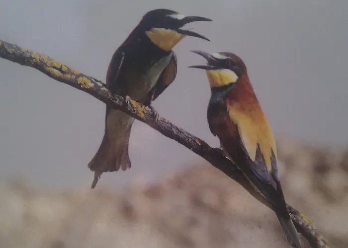 El Balcon De Bed & Breakfast Alange