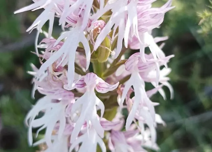 El Balcon De Bed & Breakfast 3*