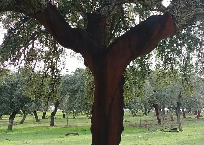 El Balcon De Bed & Breakfast Alange