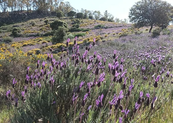 El Balcon De Bed & Breakfast
