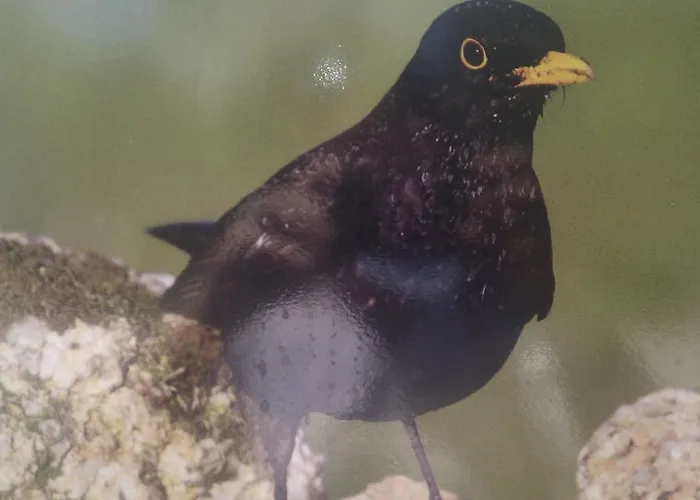 Bed & Breakfast El Balcon De 3*